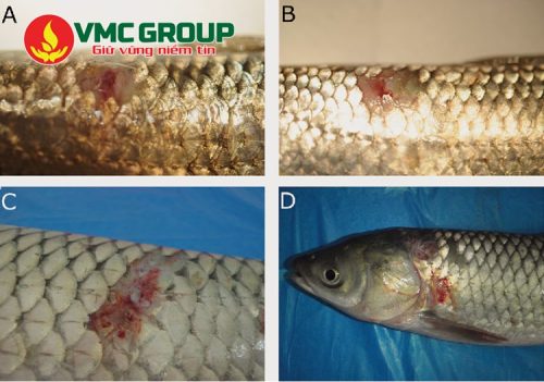Nguyên nhân gây bệnh đốm đỏ trên cá