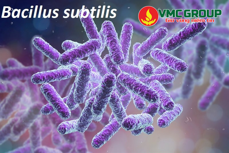 Giới thiệu về Bacillus subtilis