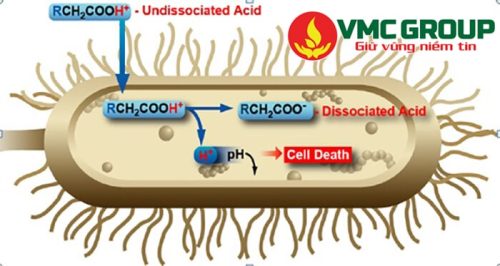 Tìm hiểu về Acid hữu cơ