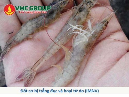 Nguyên nhân gây bệnh đục cơ ở tôm