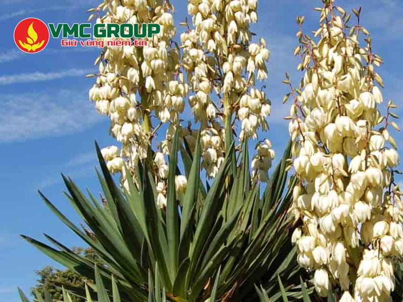 Tìm hiểu về Yucca