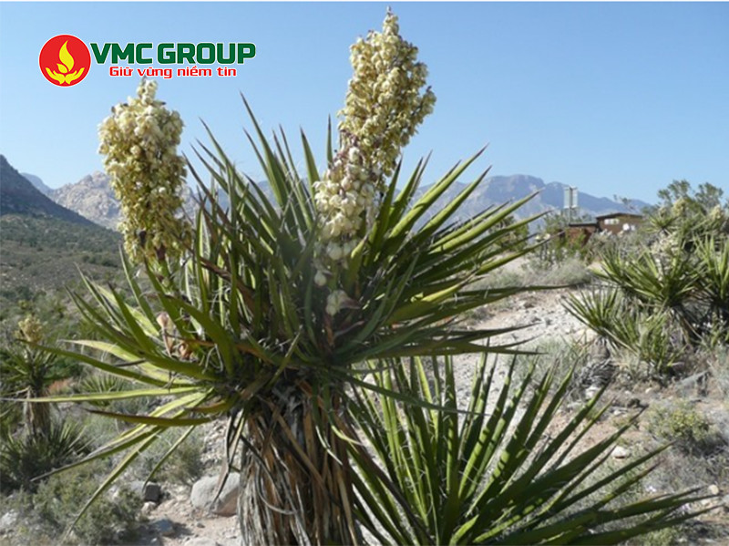 Yucca là chế phẩm sinh học được chiết xuất từ cây Yucca schidigera