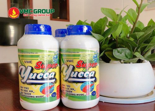 Mua Yucca tại Việt Mỹ giá tốt