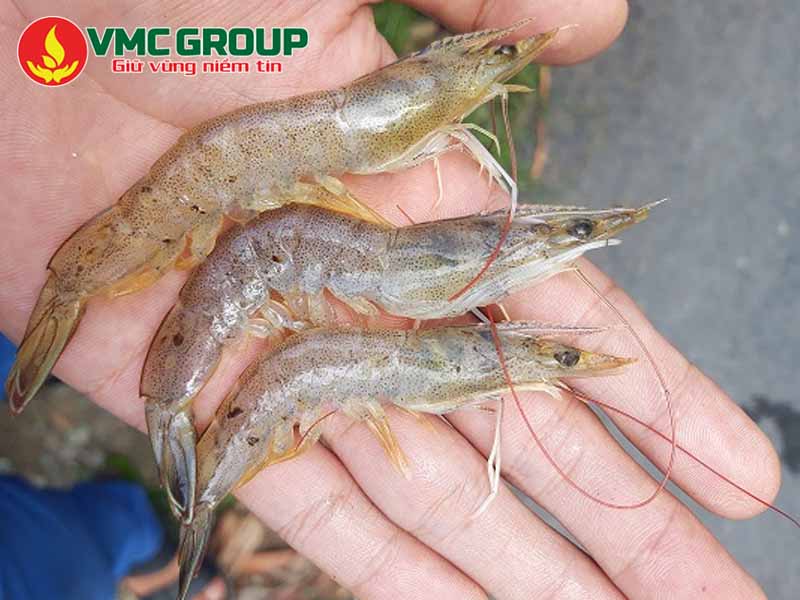 Khi nào cần sử dụng thuốc tím trong ao nuôi