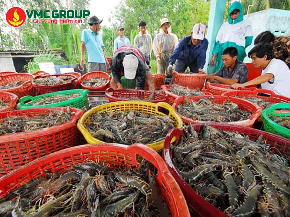 Phòng bệnh cho tôm cá giúp sinh trưởng tốt, tăng năng suất