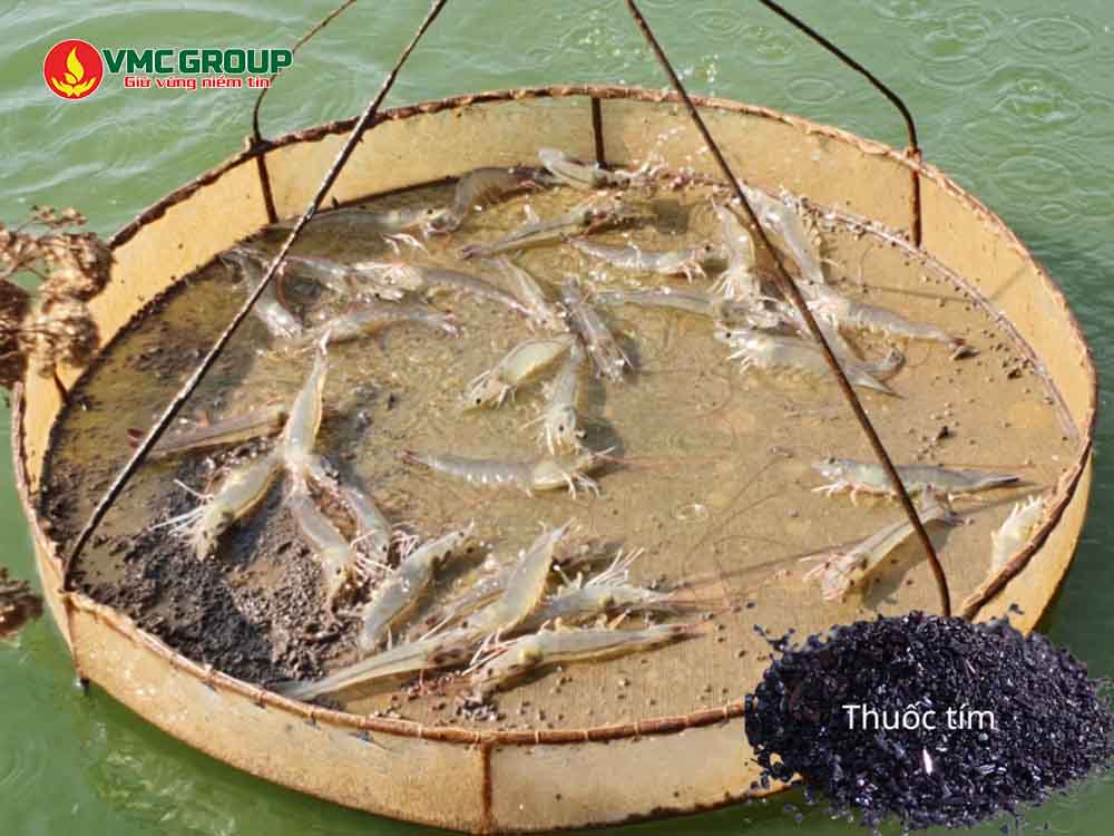Vai trò của thuốc tím trong ao nuôi tôm